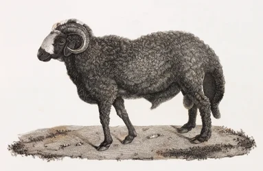 Mammals: a ram with a large tail