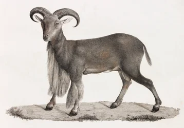 Mammals: Barbary Sheep