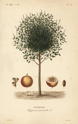 Manchineel or manchioneel tree