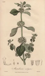 Marrubium vulgare (Marrubium vulgare) - Strong water by William Clarke to illustrate Medical Botanical, Description of the Medicinal Plants of London, Edinburgh and Dublin by John Stephenson and James Morss Churchill