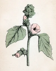 Marshmallow Officinale