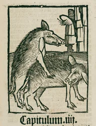 Mating boars