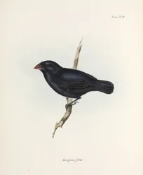 Medium Ground Finch, Galapagos Islands, c 1832-1836