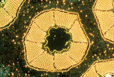 Low temperature superconductor, light micrograph