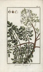 Moringa, Moringa oleifera