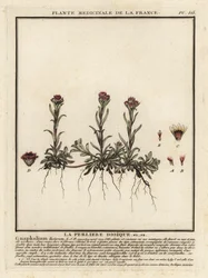 Mountain Everlasting, Antennaria Dioica