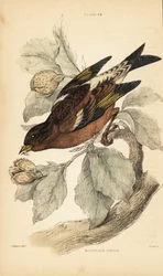 Mountain finch or brambling, Fringilla montifringilla.1889
