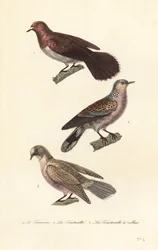 Mourning dove, turtle dove and red-eyed dove