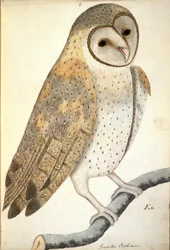 Owl, entitled in latin 