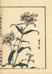 Nadeshiko or fringed pink, Dianthus monspessulanus. Handcoloured woodblock print by Kono Bairei from Kusa Bana Hyakushu (One Hundred Varieties of Flowers), Tokyo, Yamada