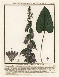 Nettle-leaved bellflower