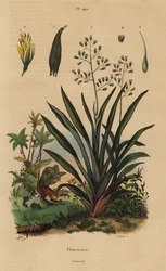 New Zealand flax or harakeke