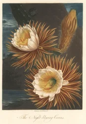 Night Flowering of the Dragon Fruit Plant, extracted from The Temple of Flora, by Dr. Robert Thornton