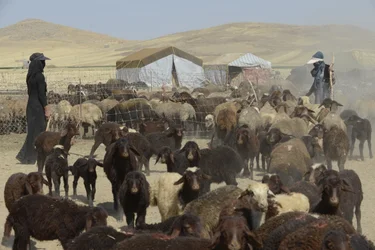 Nomadic Tents Between Tamar and Ashkhaneh, Iran 2022