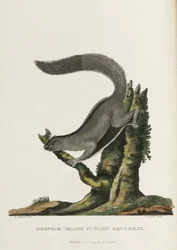 Norfolk Island Flying Squirrel, Australia, c. 1788