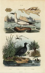 Northern Gannet, Morus Bassanus 4, Red-Fronted Coot, Fulica Rufifrons 5, Flustra Foliacea Seaweed 1,2, and Gasteruption Wasp 3