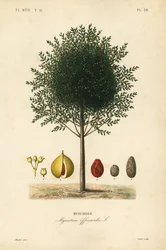 Nutmeg and mace tree