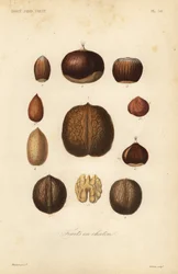 Nuts with shells