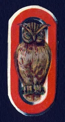 O like Owl. Beetle decoupis on the theme of animals. Engraving. Series of 26 waffle chromolithographs of English origin. End of the 19th century.