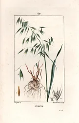 Oats, Avena Sativa