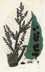 Officinal Rhubarb, Southern Rheum