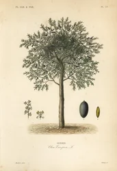 Olive tree