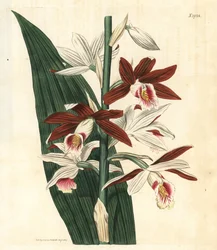 Orchid Variety Bifrenaria - Greater swamp-orchid Phaius tankervilleae