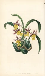 Orchid Variety Oncidium - Oncidium ghiesbreghtianum orchid (Mr. Warner