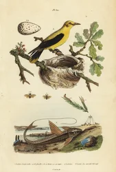 Oriole blackbird, nest and eggs, chocolate loricarid armored catfish, and pine sawfly