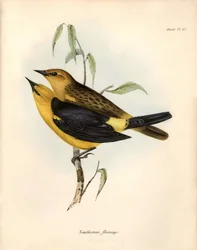 Ornithology: Certhidea olivacea Geospize olive observed and described by Charles Darwin during his expedition aboard the Beagle. Plate from The zoology of the voyage of H.M.S. Beagle. Flight. III, Birds described by John Gould