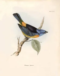 Ornithology: Darwin