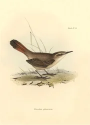Ornithology: Eremobius phoenicurus described by Charles Darwin during his expedition aboard the Beagle. Plate from The zoology of the voyage of H.M.S. Beagle. Flight. III, Birds described by John Gould, with notice of their habits by Charles Darwin