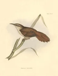 Ornithology: Limnornis curvirostris of the furnariid family described by Charles Darwin during his expedition aboard the Beagle. Plate from The zoology of the voyage of H.M.S. Beagle. Flight. III, Birds described by John Gould, with notice of their habits
