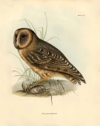 Ornithology: Strix punctatissima owl described by Charles Darwin (1809-1882) during his expedition aboard the Beagle. Plate from Birds described by John Gould, with notice of their habits by Charles Darwin