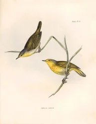 Ornithology: Sylvicola aureola finches observed and described by Charles Darwin. Plate from The zoology of the voyage of H.M.S. Beagle. Flight. III, Birds described by John Gould, with notice of their habits by Charles Darwin