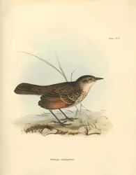 Ornithology: The 