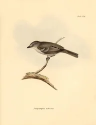 Ornithology: The 