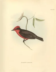 Ornithology: The 