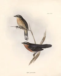 Ornithology: Tohi (or pipilo) Description of a passerine by Charles Darwin observed during his expedition aboard the Beagle. Plate from The zoology of the voyage of H.M.S. Beagle. Flight. III, Birds described by John Gould, with notice of their habits