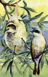 Ornithology: Eurasian Penduline Tit