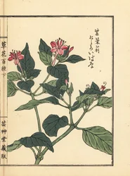 Oshiroibana or marvel of Peru, Mirabilis jalapa. Handcoloured woodblock print by Kono Bairei from Kusa Bana Hyakushu (One Hundred Varieties of Flowers), Tokyo, Yamada