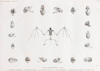 Osteology of Bats in Egypt