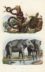 Painted coral snake, Micrurus corallinus, Indian elephant, Elephas maximus indicus, and common box turtle, Terrapene carolina