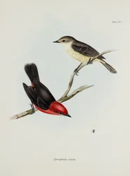 Pair of birds, c 1832-1836