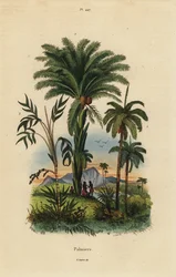 Palm Trees: Date Palm, Phoenix Dactylifera 1, Attalea Species 2, and Geonoma Species 3