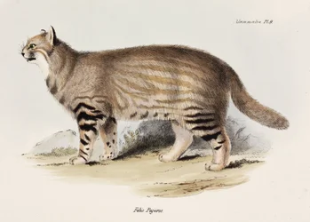 Pampas Cat, South America, c. 1832-1836