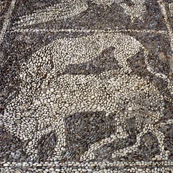 Panther attacking a bull