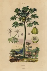 Papaya or Pawpaw Tree with Fruit and Cross Section of Fruit