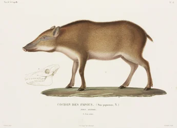 Papuan Pig, New Guinea