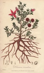 Para or Peruvian Rhatany, Krameria Lappacea